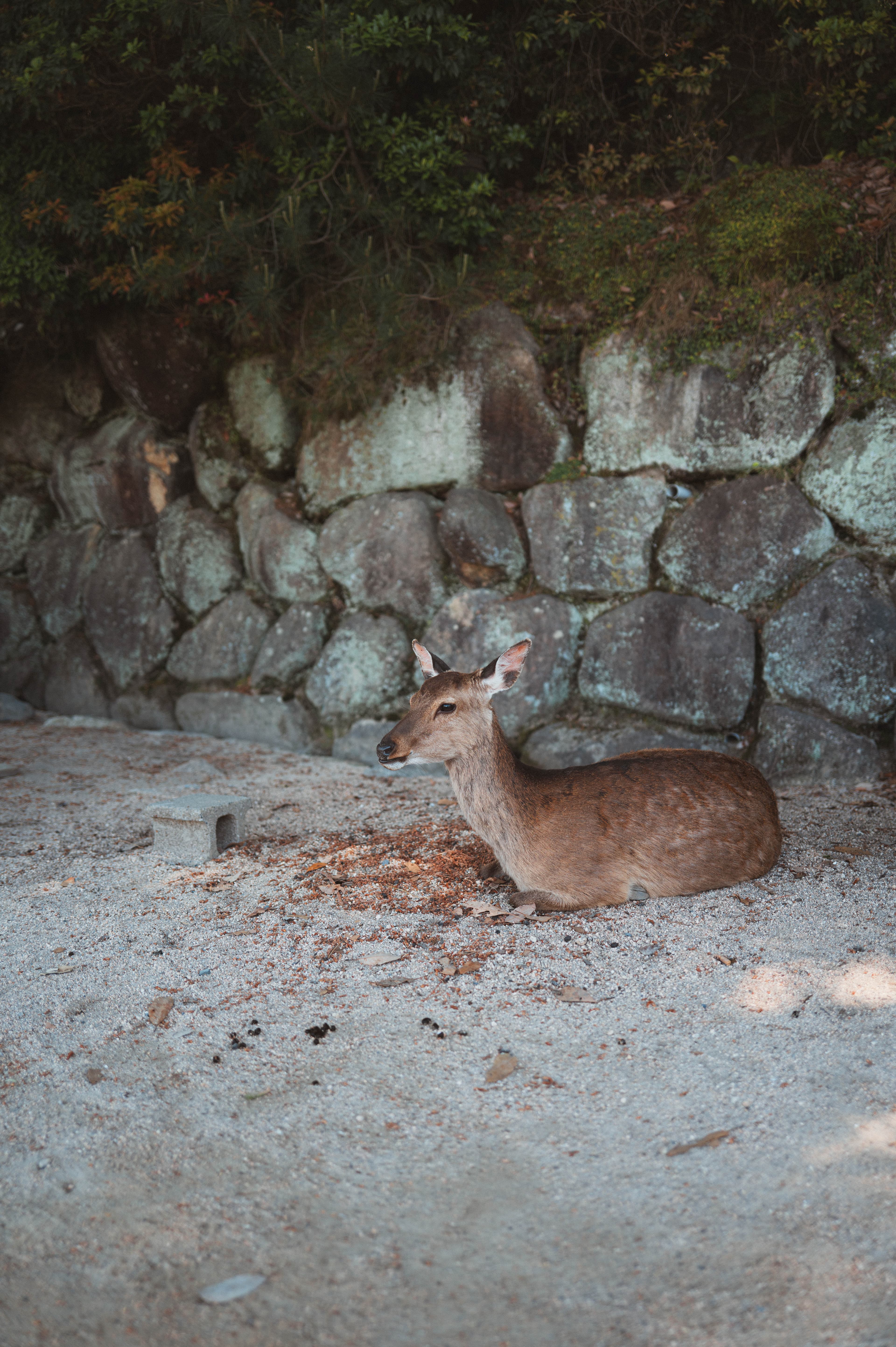 Chill deer