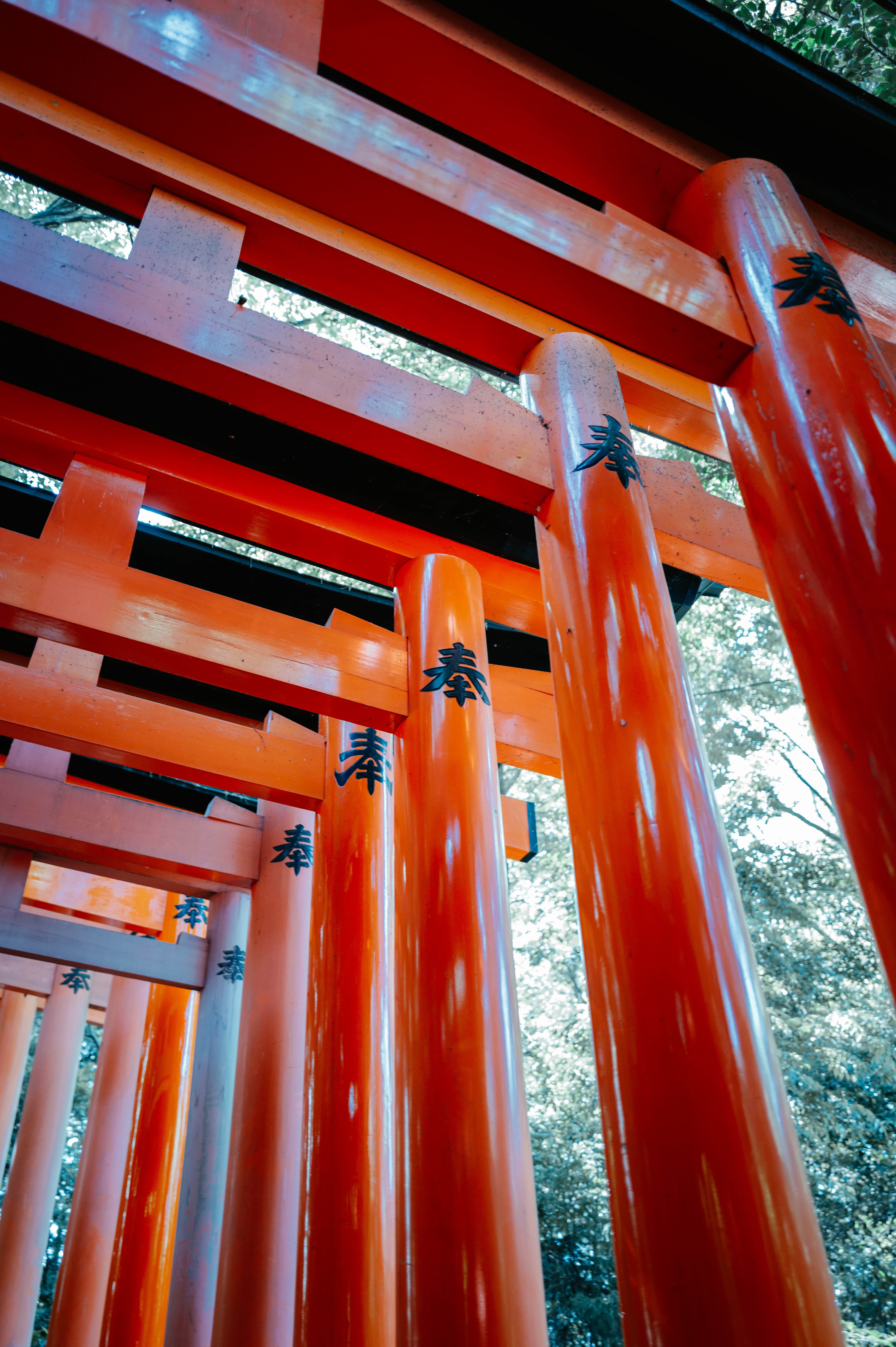 Thousand Torii Gates
