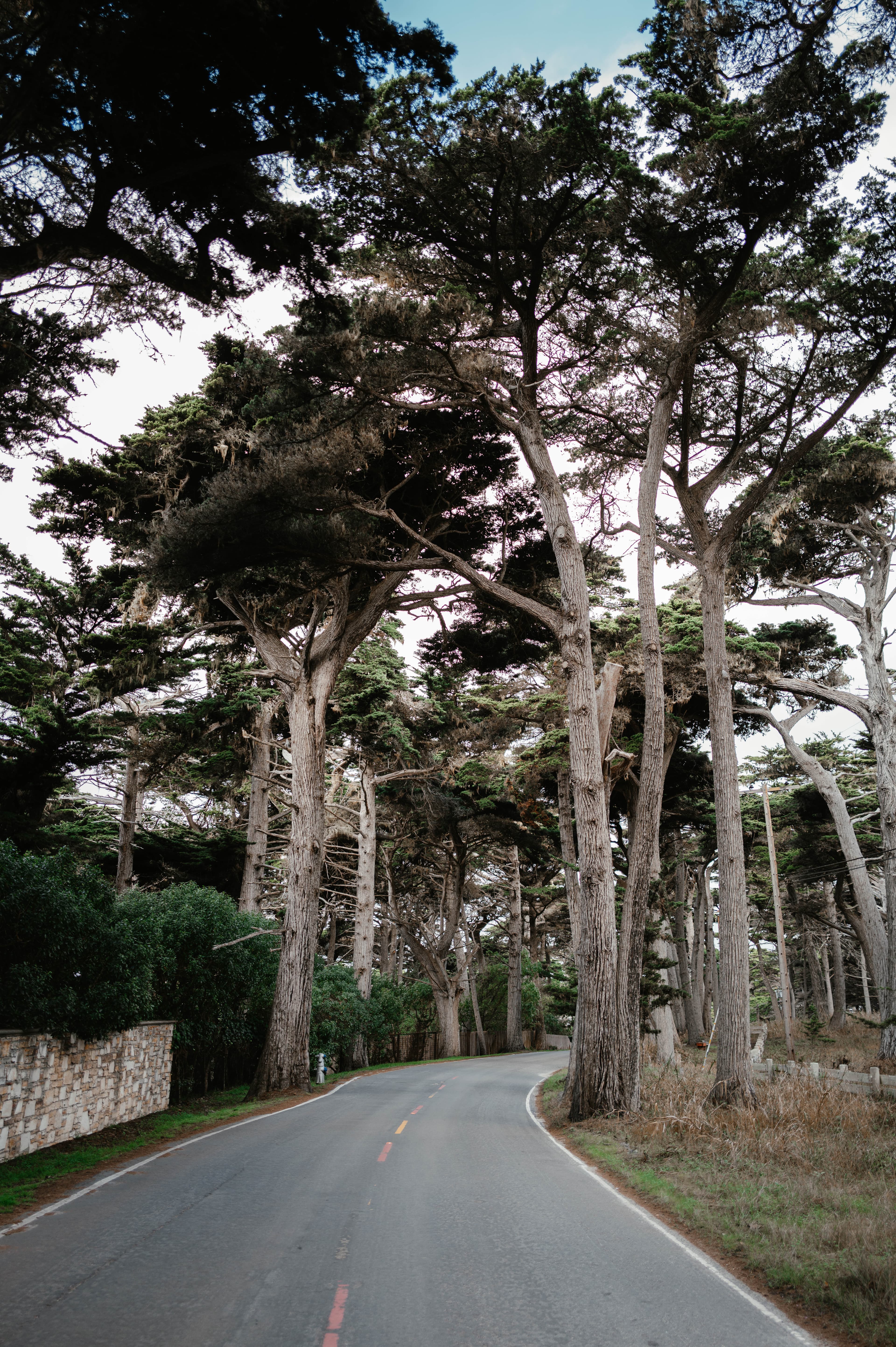 Trees along 17 mile road
